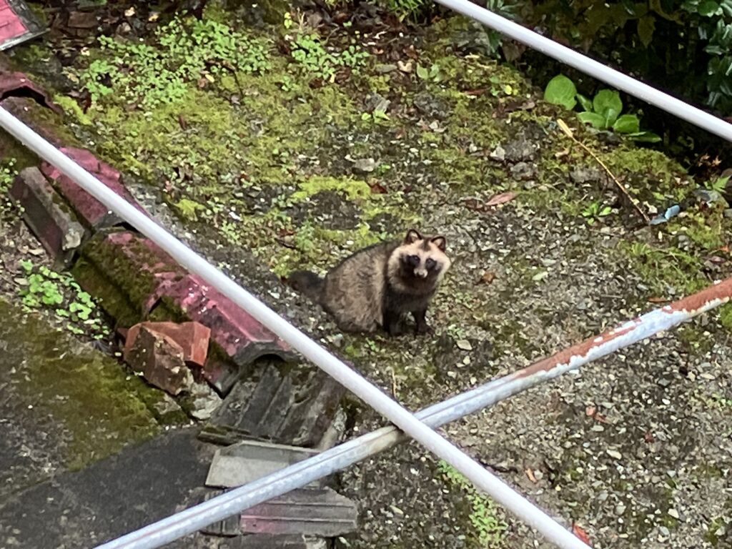 祖谷の動物/庭のタヌキ