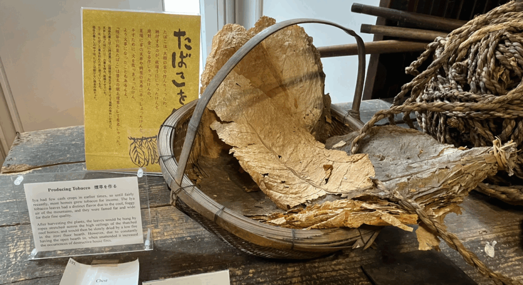 葉タバコ