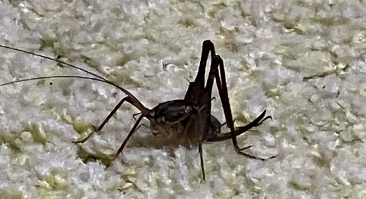 秋の虫