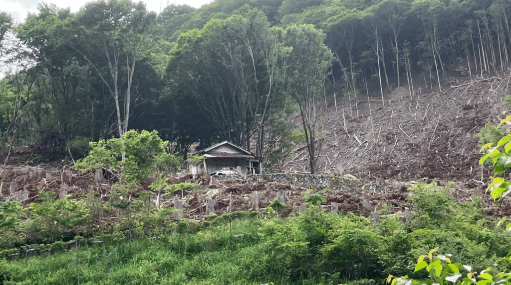 杉やぶの中の廃屋